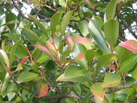 Cleyera japonica