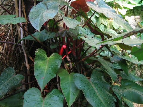Philodendron erubescens