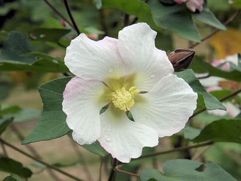 Hibiscus makinoi