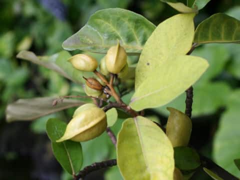 Heritiera littoralis