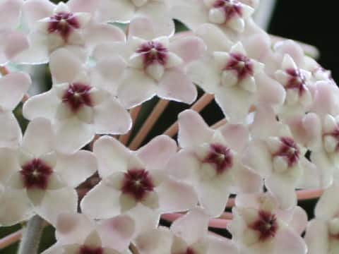 Hoya carnosa