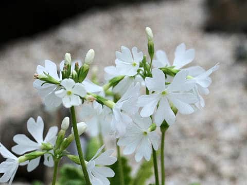 Primula sieboldii