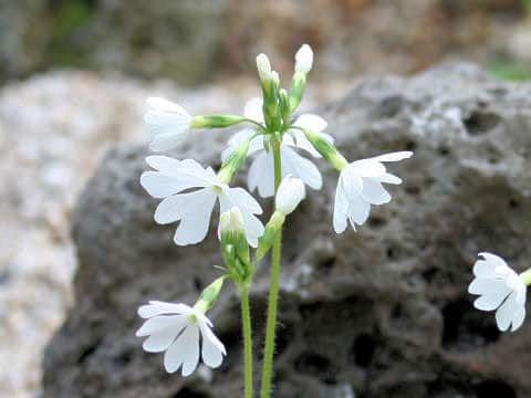 Primula sieboldii