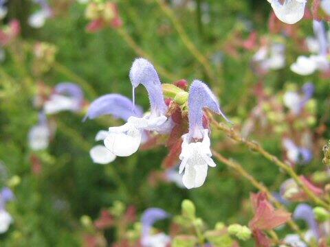Salvia chamelaeagnea