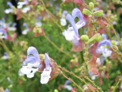 Salvia chamelaeagnea