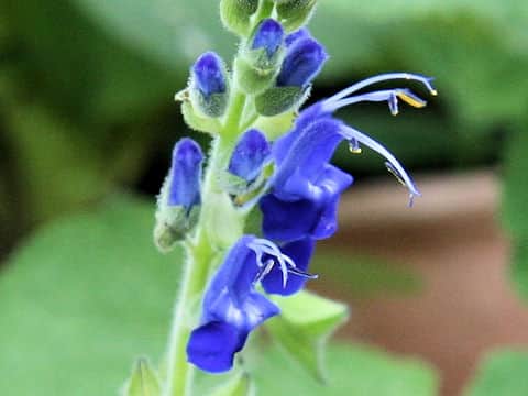 Salvia macrophylla