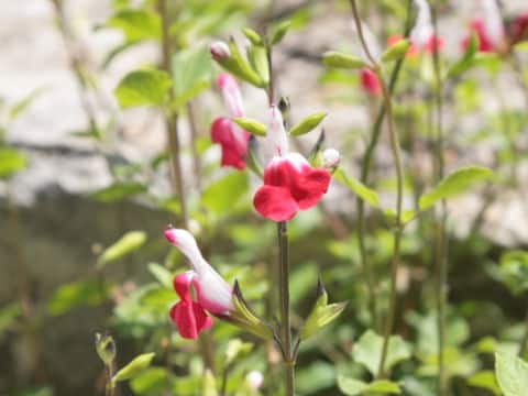 Salvia microphylla cv. Hot Lips