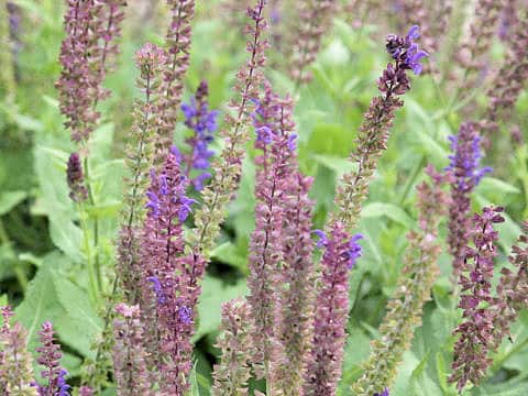 Salvia nemorosa cv. May Night