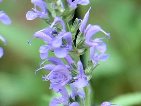 Salvia nemorosa cv. Blue Hill