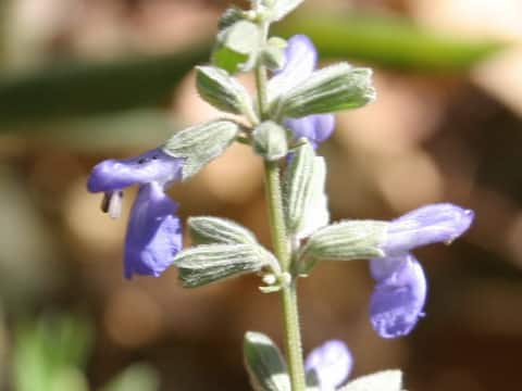 Salvia reflexa