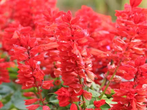 Salvia splendens