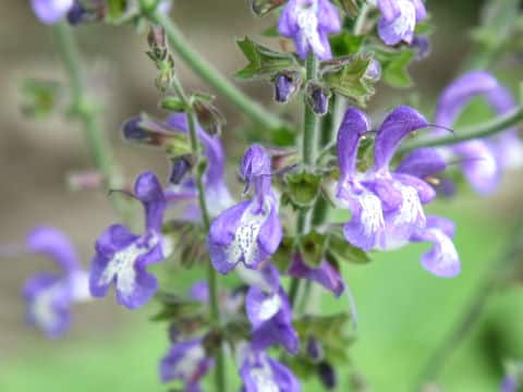 Salvia taraxacifolia