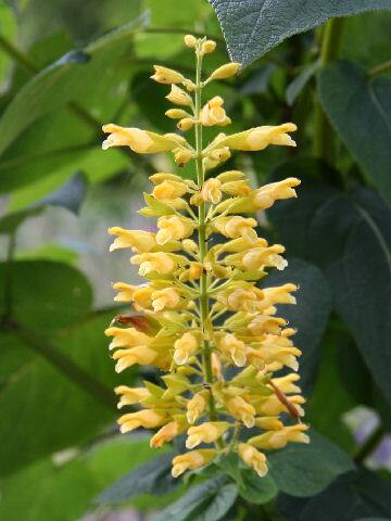 Salvia madolensis cv. Yellow Majesty
