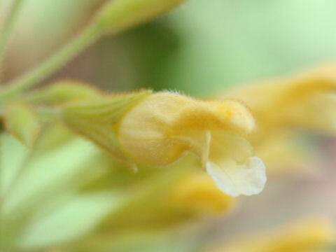 Salvia madolensis cv. Yellow Majesty