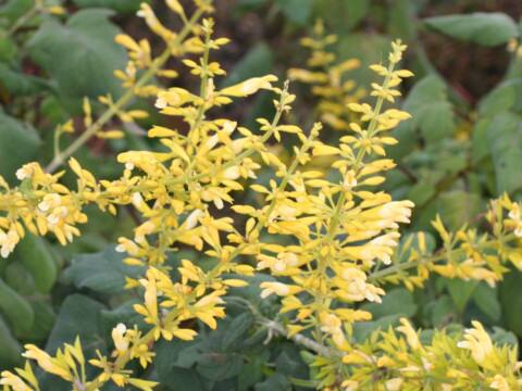 Salvia madolensis cv. Yellow Majesty