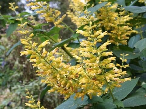 Salvia madolensis cv. Yellow Majesty