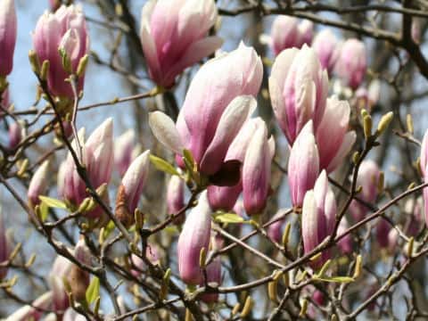 Magnolia x soulangiana