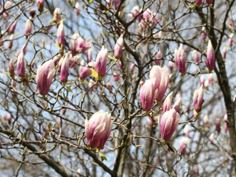 Magnolia x soulangiana