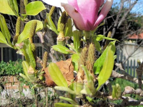 Magnolia x soulangiana