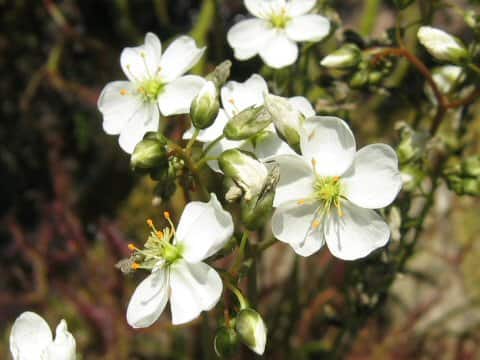 Drosera binata