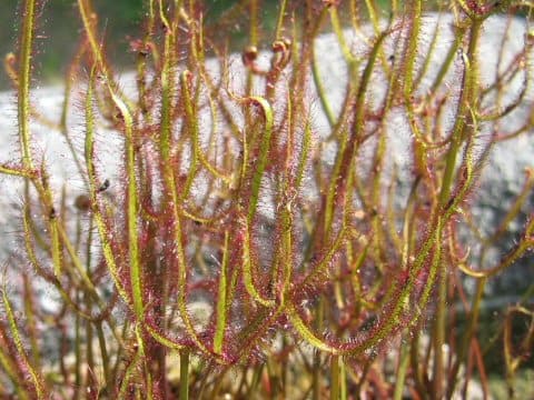 Drosera binata
