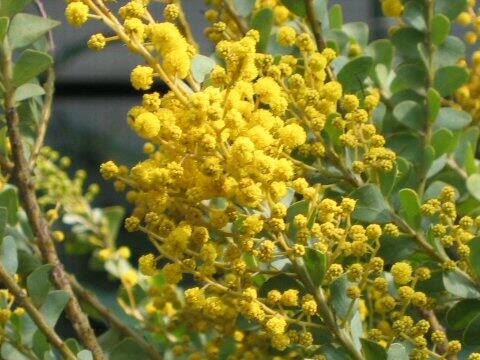 Acacia cultriformis