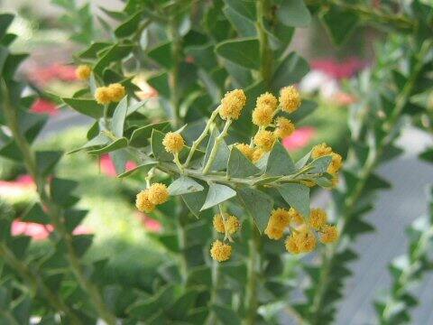 Acacia cultriformis