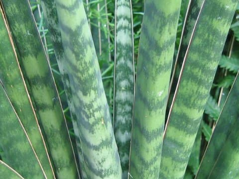 Sansevieria aethiopica