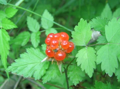 Rubus pungens var. oldhamii