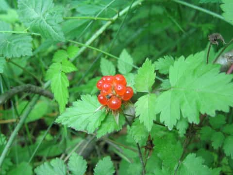 Rubus pungens var. oldhamii