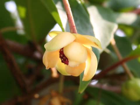 Kadsura japonica
