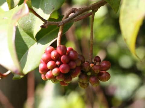 Kadsura japonica