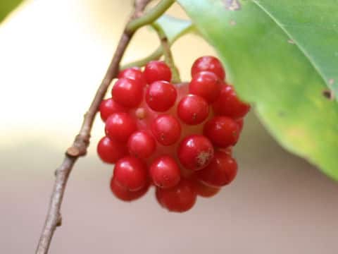 Kadsura japonica