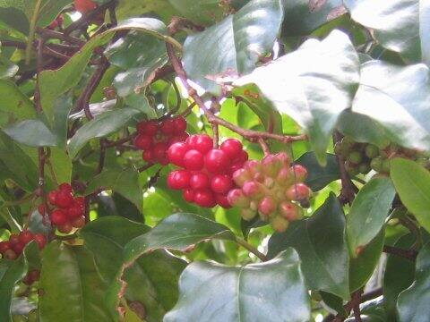 Kadsura japonica