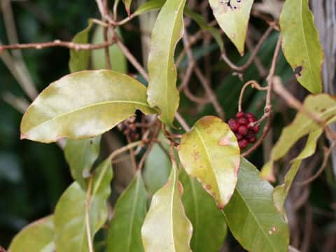 Kadsura japonica