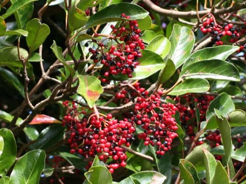 Viburnum odoratissimum var. awabuki