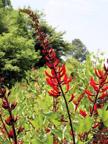 Erythrina x bidwillii