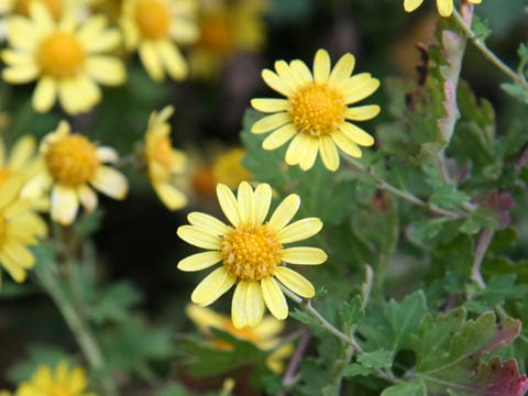 Chrysanthemum indicum var. aphrodite