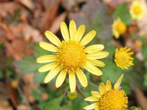 Chrysanthemum indicum var. aphrodite