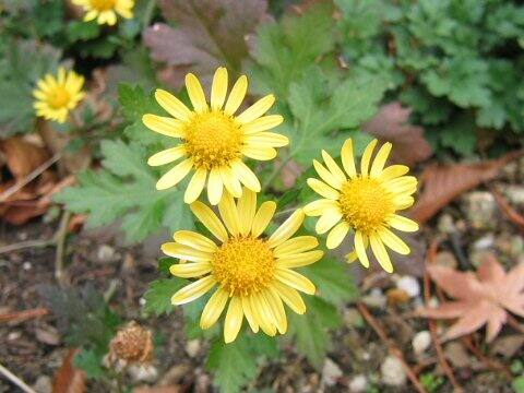 Chrysanthemum indicum var. aphrodite