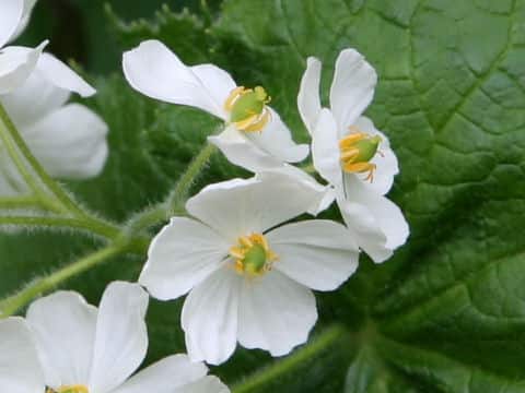 Diphylleia grayi