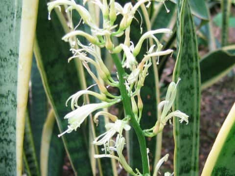 Sansevieria trifasciata cv. Laurentii