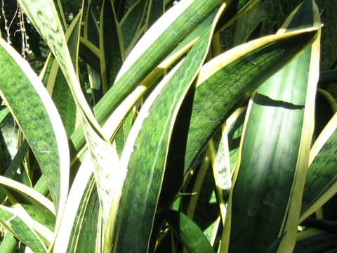 Sansevieria trifasciata cv. Laurentii