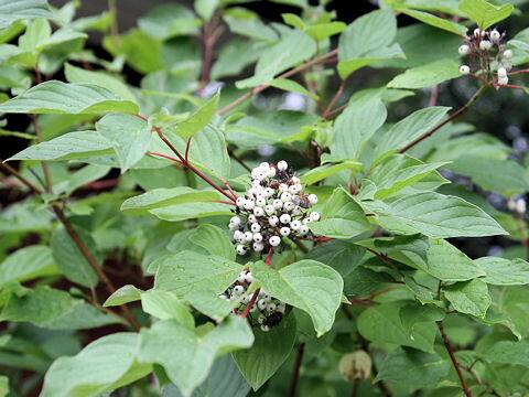 Cornus alba var. sibirica