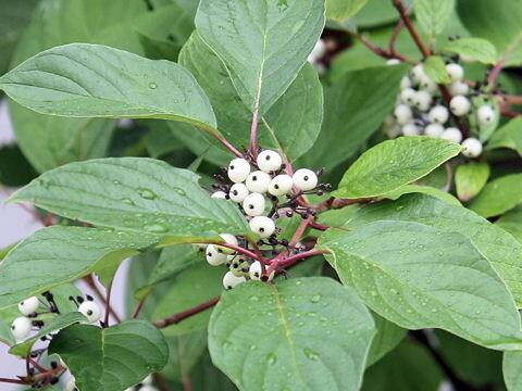 Cornus alba var. sibirica