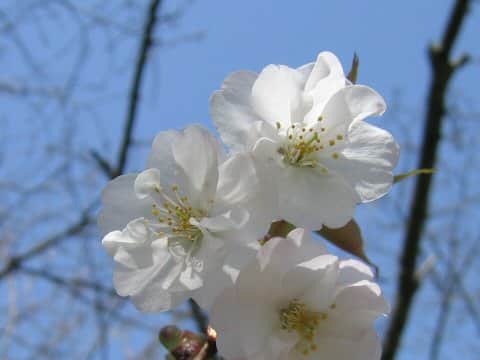 Prunus jamasakura cv. Sanozakura