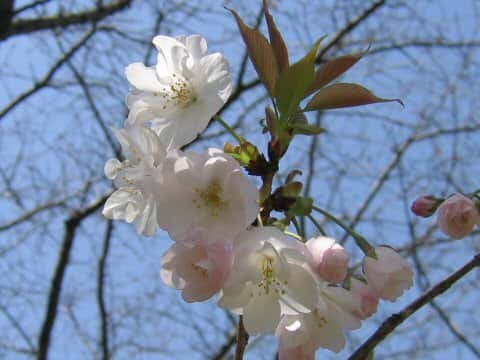 Prunus jamasakura cv. Sanozakura