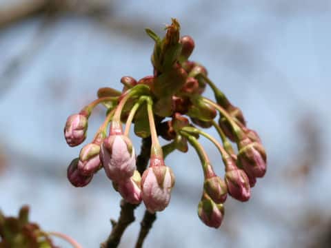 Prunus jamasakura cv. Sanozakura