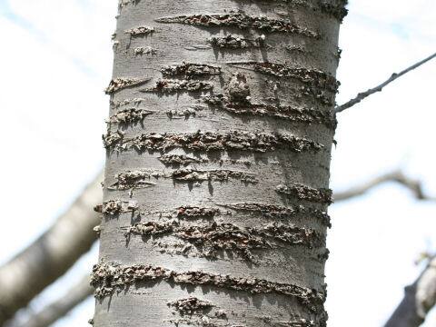 Prunus jamasakura cv. Sanozakura