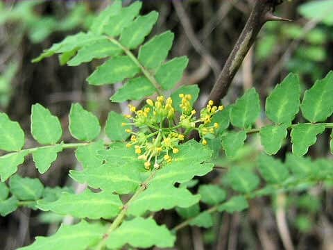 Zanthoxylum piperitum